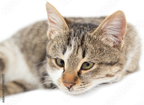 cat on a white background