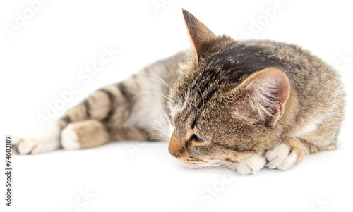 cat on a white background