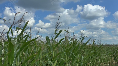 Field of a corn photo