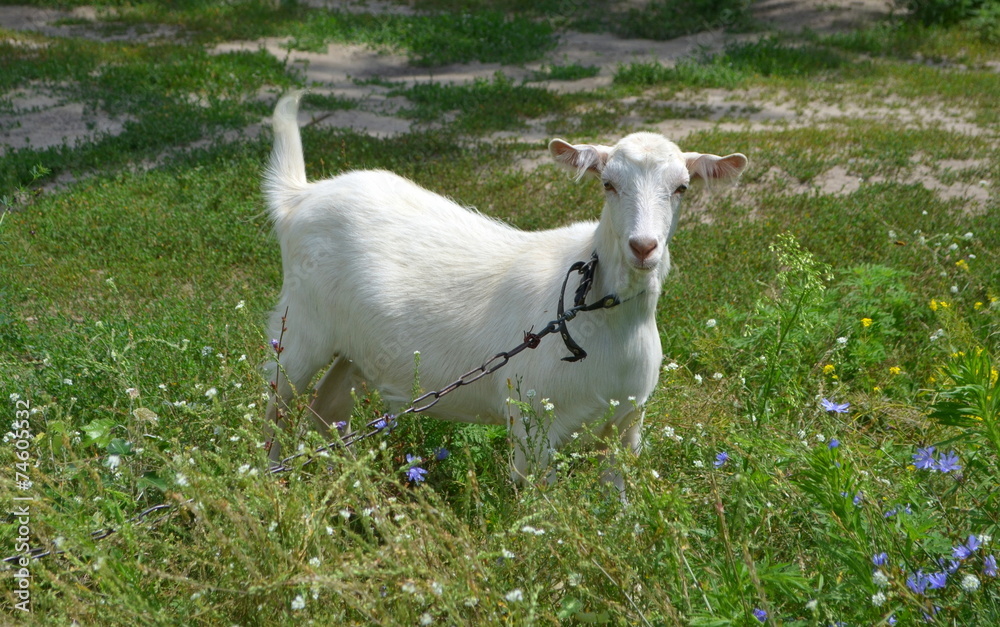 Obraz premium Козел