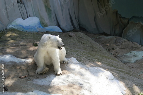 Polar bear