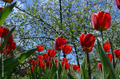 Fototapeta Naklejka Na Ścianę i Meble -  Тюльпаны