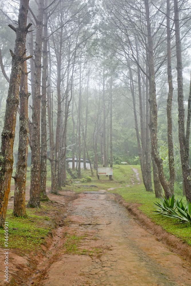 Forest trail among the deciduous and coniferous trees on a foggy Forest trail among the deciduous and coniferous trees on a foggy