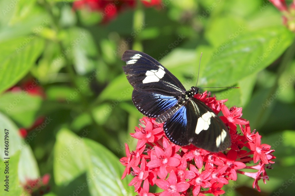 Fototapeta premium Small Blue Grecian Butterfly - Dorsal view