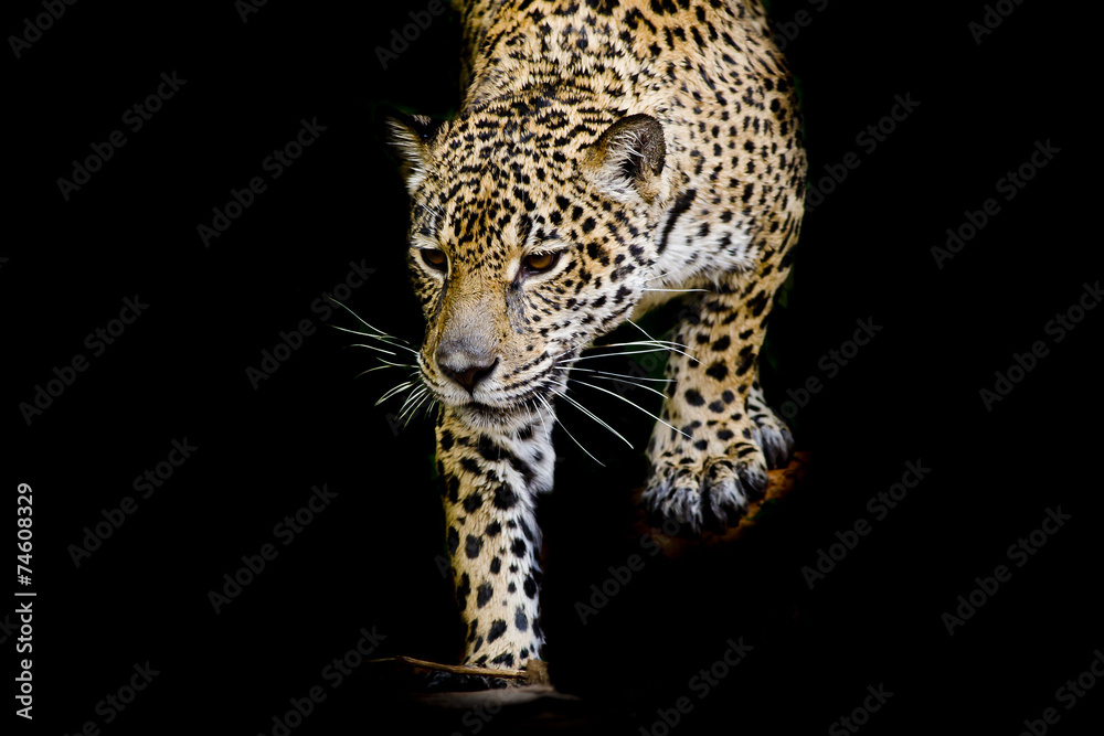 Naklejka premium close up Jaguar Portrait