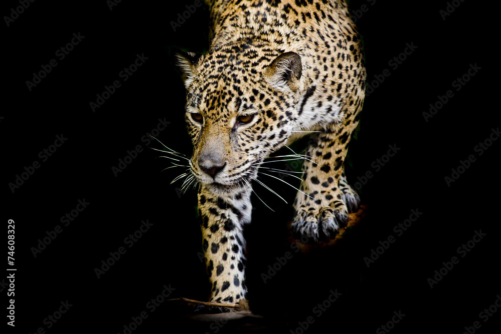 Obraz premium close up Jaguar Portrait