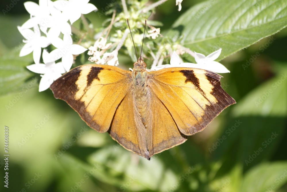 Autum Leaf butterfly - Asia - Dorsal view Autum Leaf butterfly - Asia - Dorsal view
