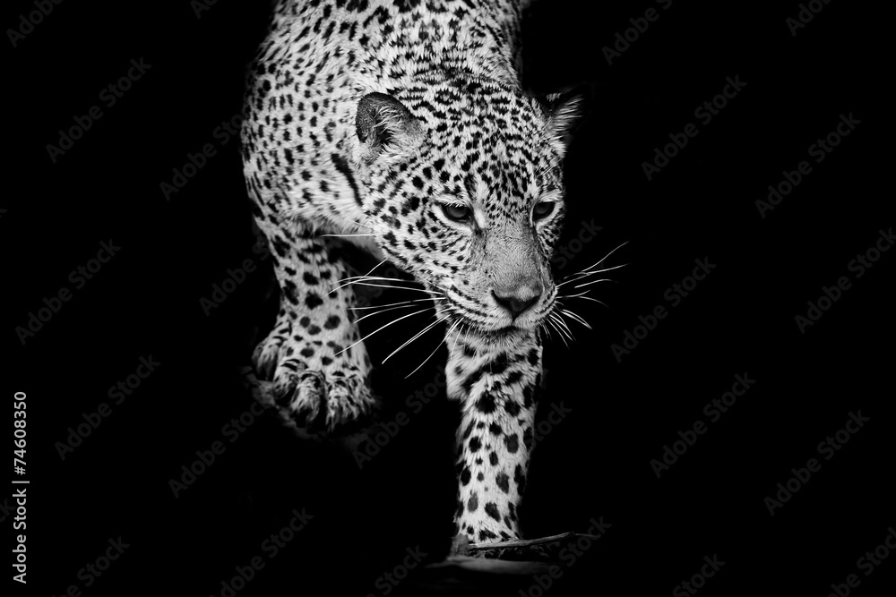 Naklejka premium close up black and white Jaguar Portrait