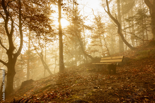 Bank im Nebelwald photo