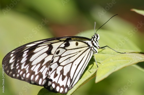 Idea leucone - Paper kite butterfly