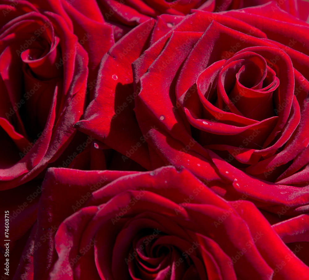 Naklejka premium close-up background of blossoming red roses