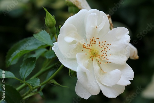 White rose