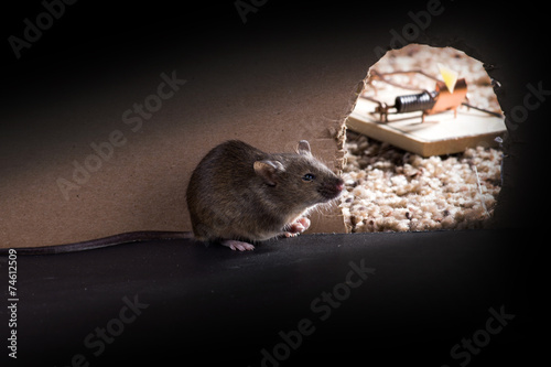 A Common house mouse (Mus musculus)   around burrows, and the ho