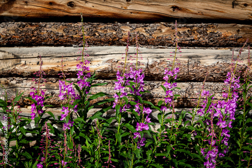 Fireweed