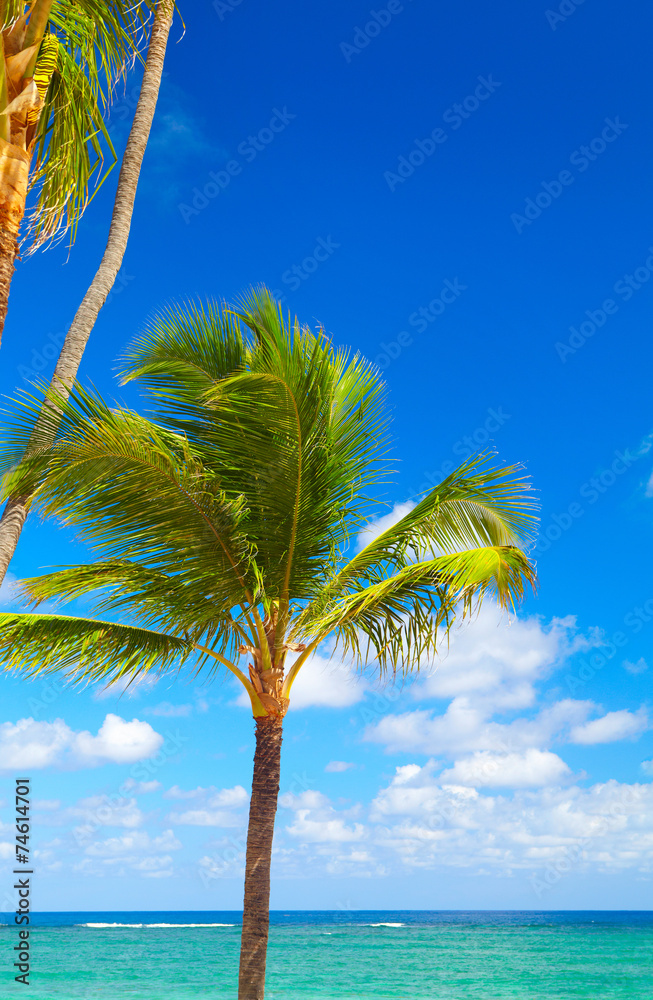 Tropical palm.