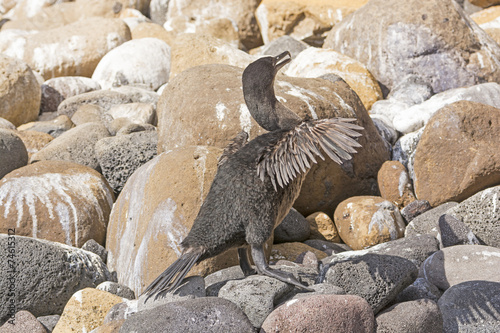 Flightless Cormorant in the Galapagos Islands