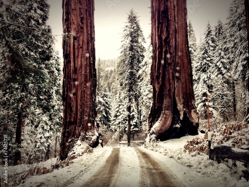 Wide view panorama from the sequoia national forest park