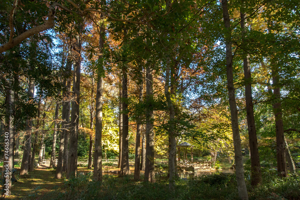Fototapeta premium 林試の森公園