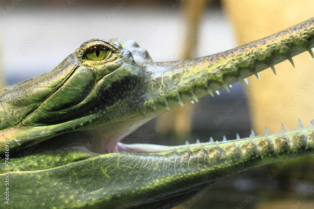 Fototapeta premium gavial detail (small aligator head)