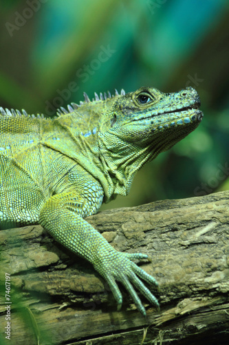 green lizard (small dragon) © jonnysek
