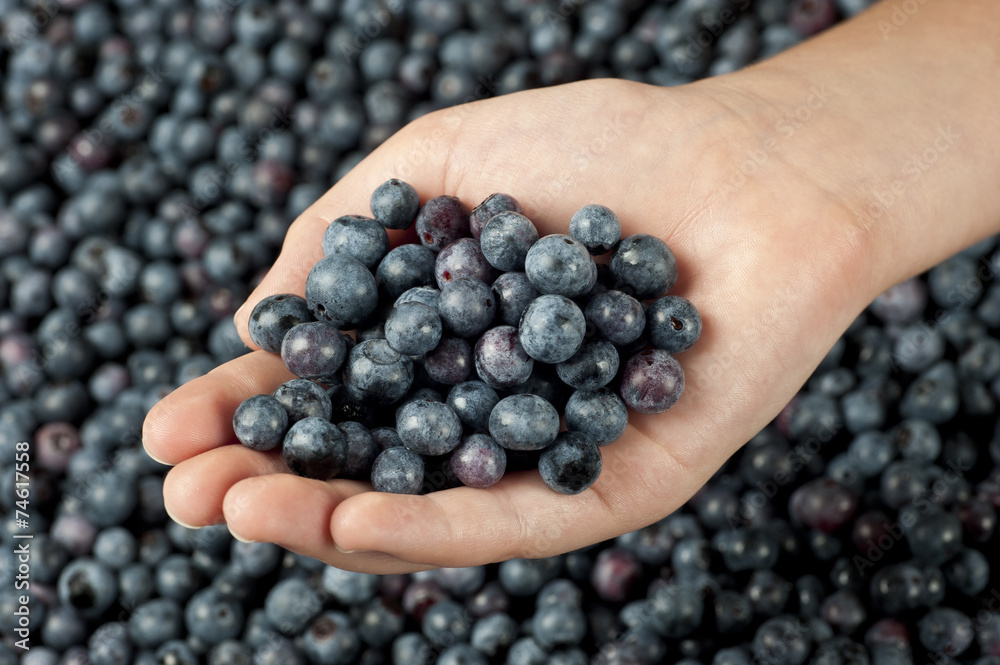 Little Girl’s Hand Holding Fresh Blueberries Little Girl’s Hand Holding Fresh Blueberries