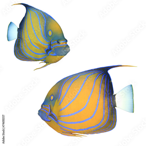 Tropical fish isolated on white: Bluering Angelfish