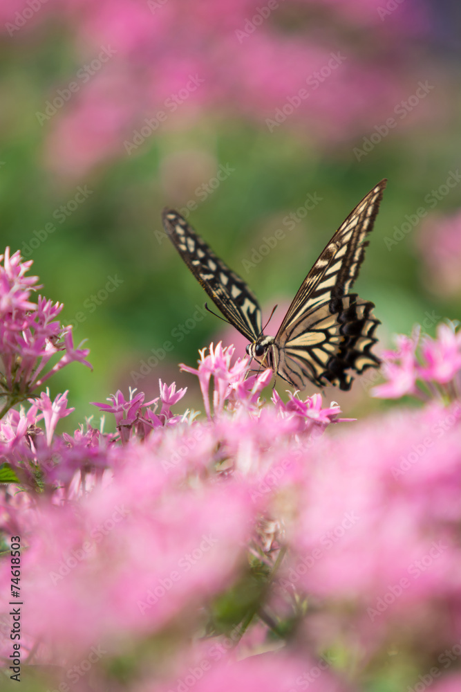 Obraz premium アゲハ蝶