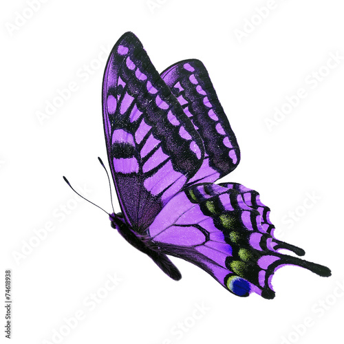 Photography purple butterfly