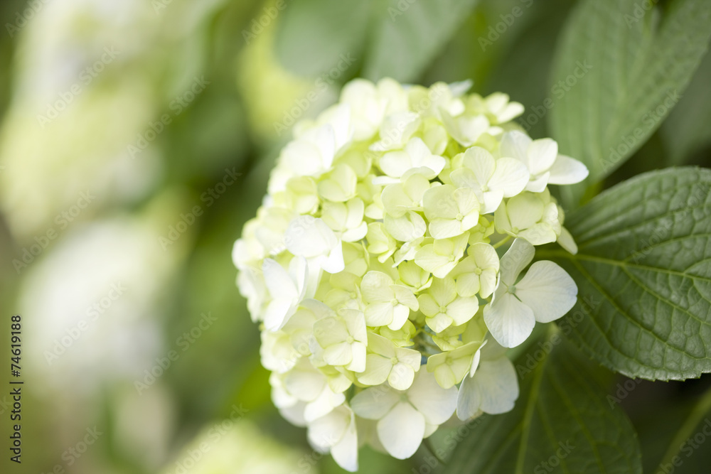 アジサイの花 アジサイの花
