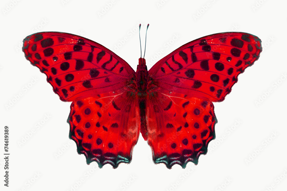 Obraz premium red butterfly