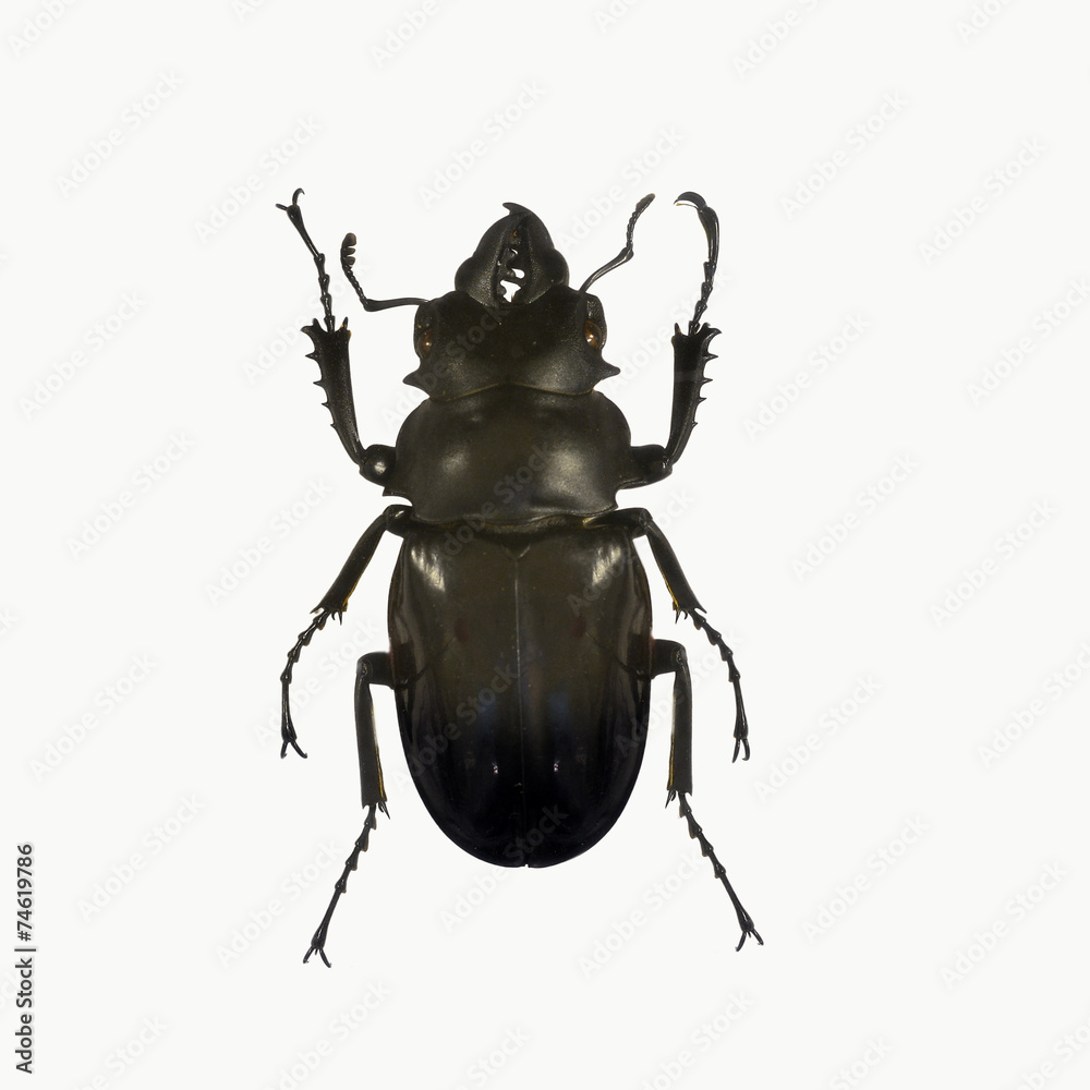 beetle