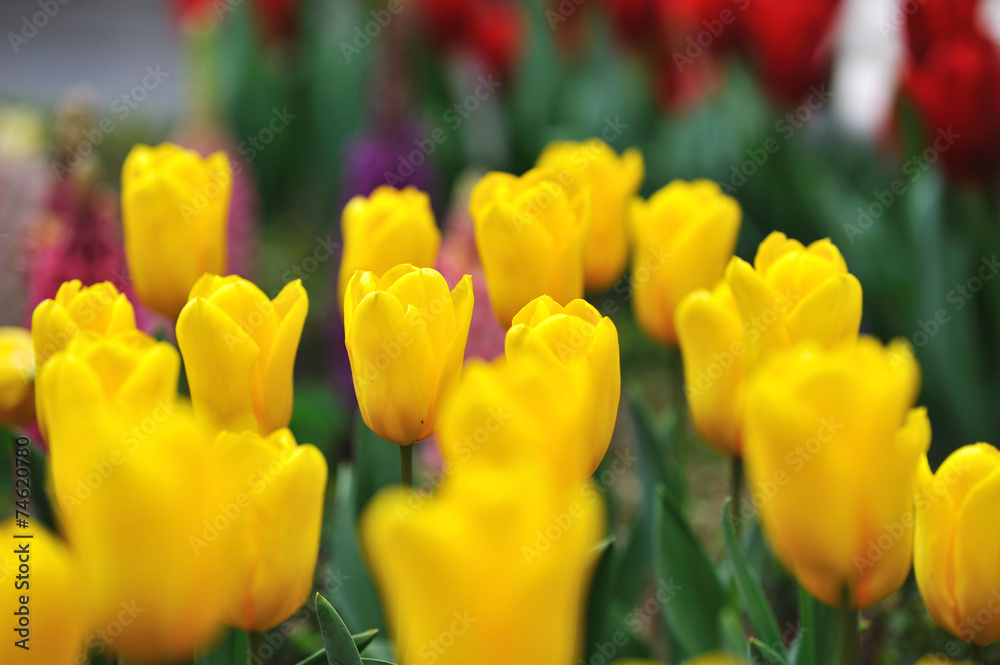 Fototapeta premium チューリップ