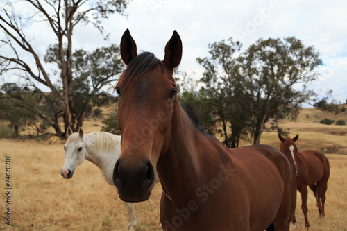 Fototapeta Naklejka Na Ścianę i Meble -  Three horses