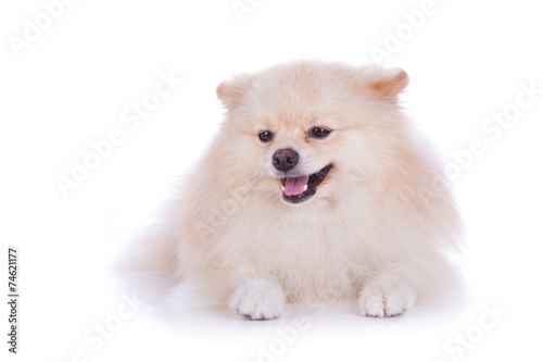 white pomeranian puppy dog