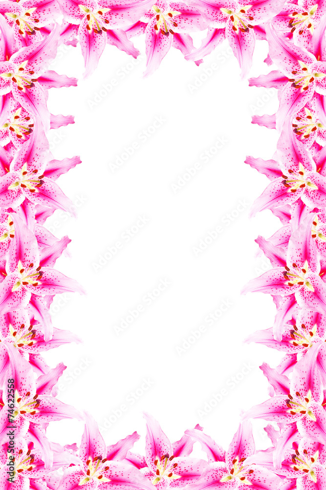 pink lily frame on white background