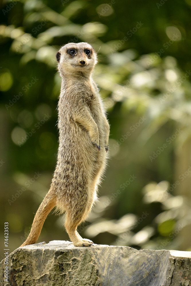 Fototapeta premium Meerkat standing on stump tree