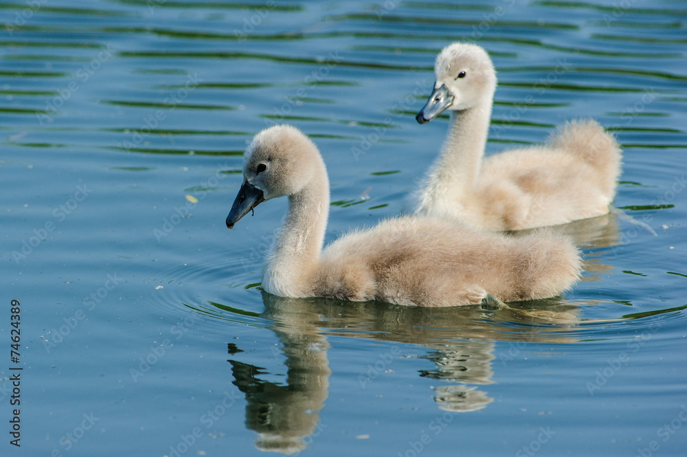 Piccoli di cigno