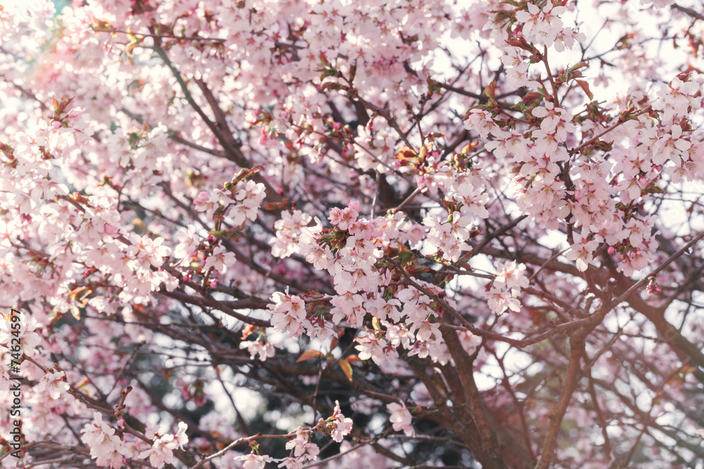 sakura in bloom close up photo