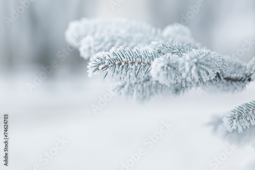 winter background with frosty fir branches