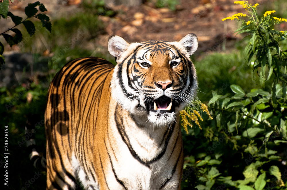 Obraz premium Tigre