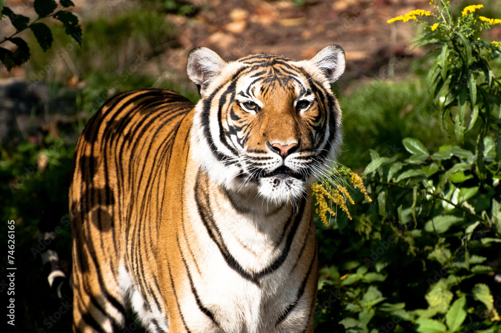 Fototapeta premium tigre