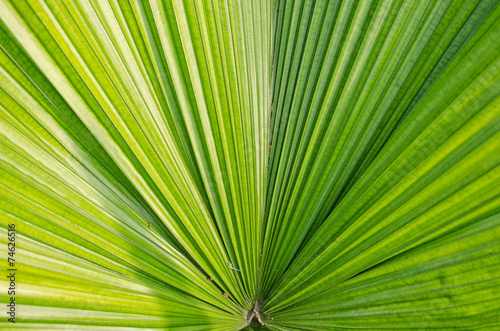 palm leaf