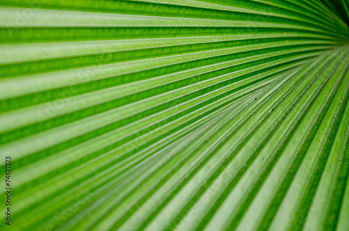 palm leaf © Visanuwit