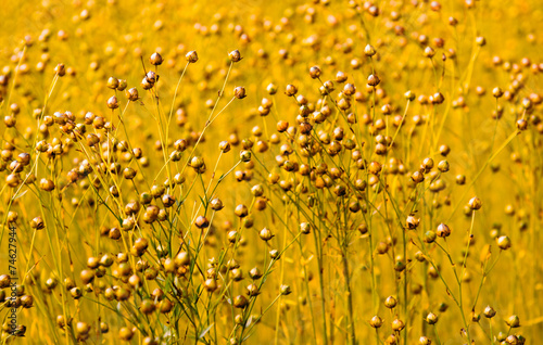 Wheat field in Normandy, France