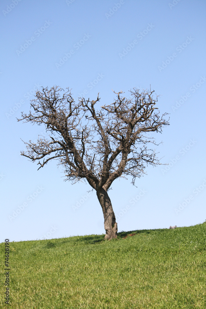 Albero Solitario