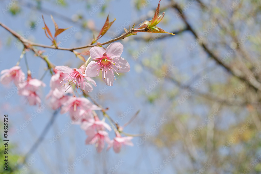 Himalayan Cherry is pink flower