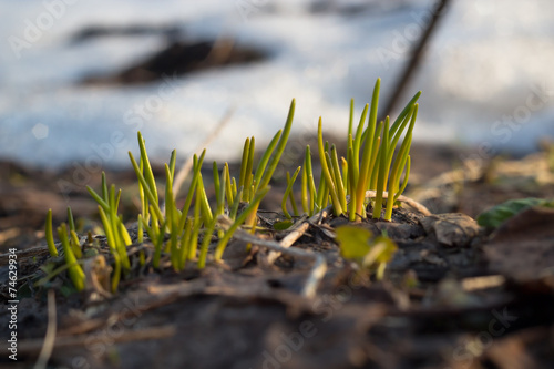 Early spring growth 4