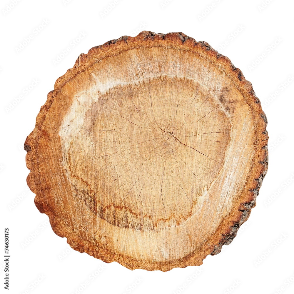 Cross section of tree trunk isolated on white background Cross section of tree trunk isolated on white background