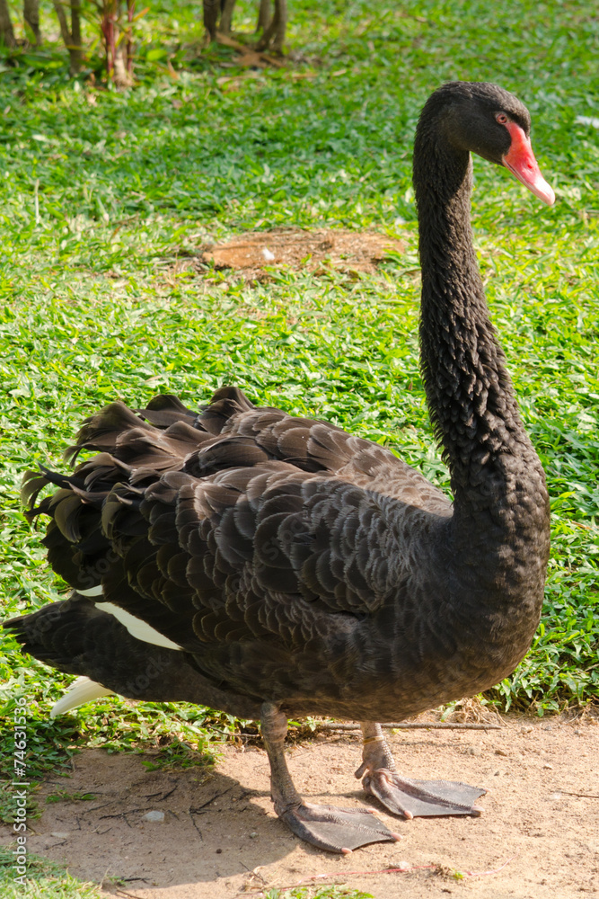 Obraz premium black duck