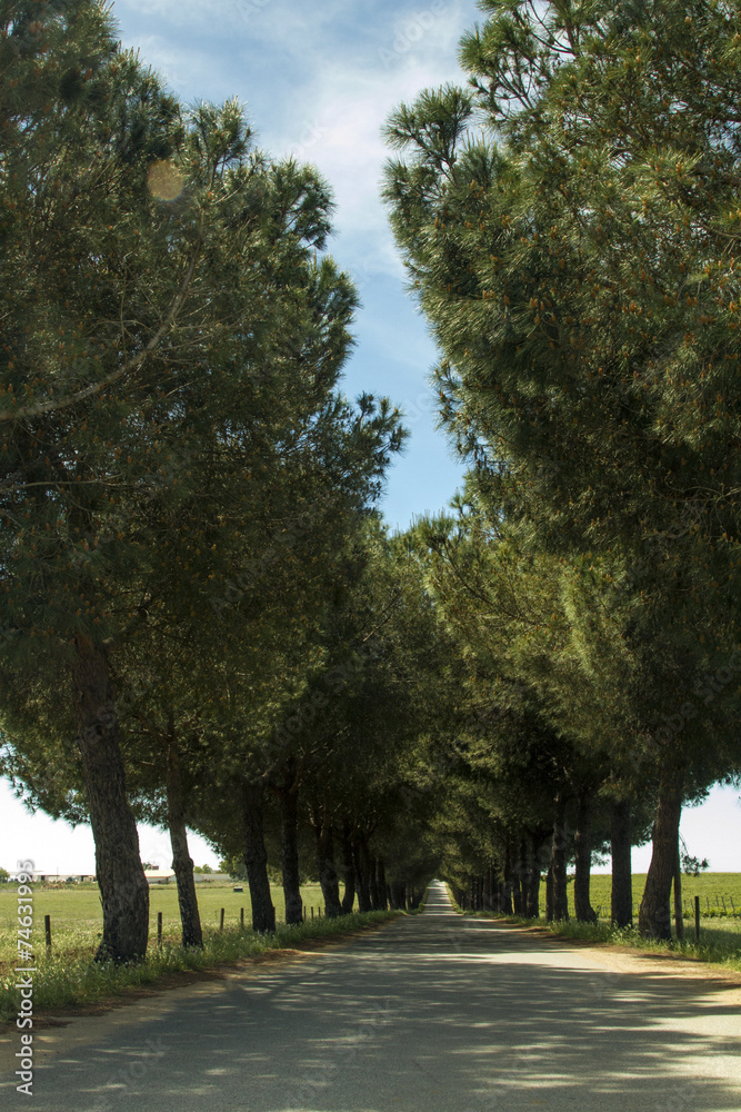 View of a long asphalt road with trees creating a tunnel effect.